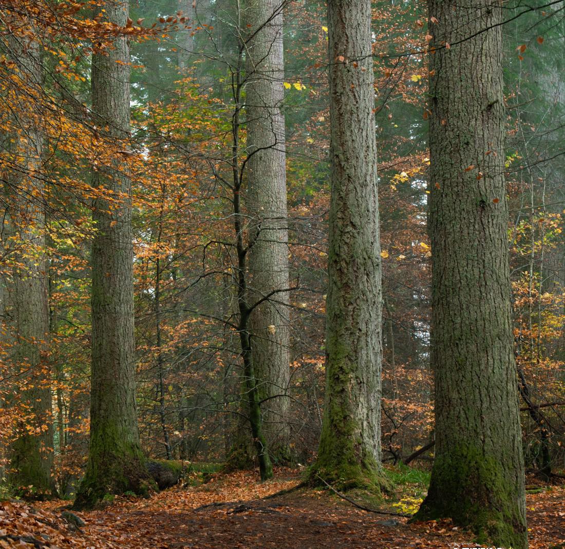Alister Benn富有表现力的风光后期减淡和加深大师班-中英字幕-第6张图片-我要自学网