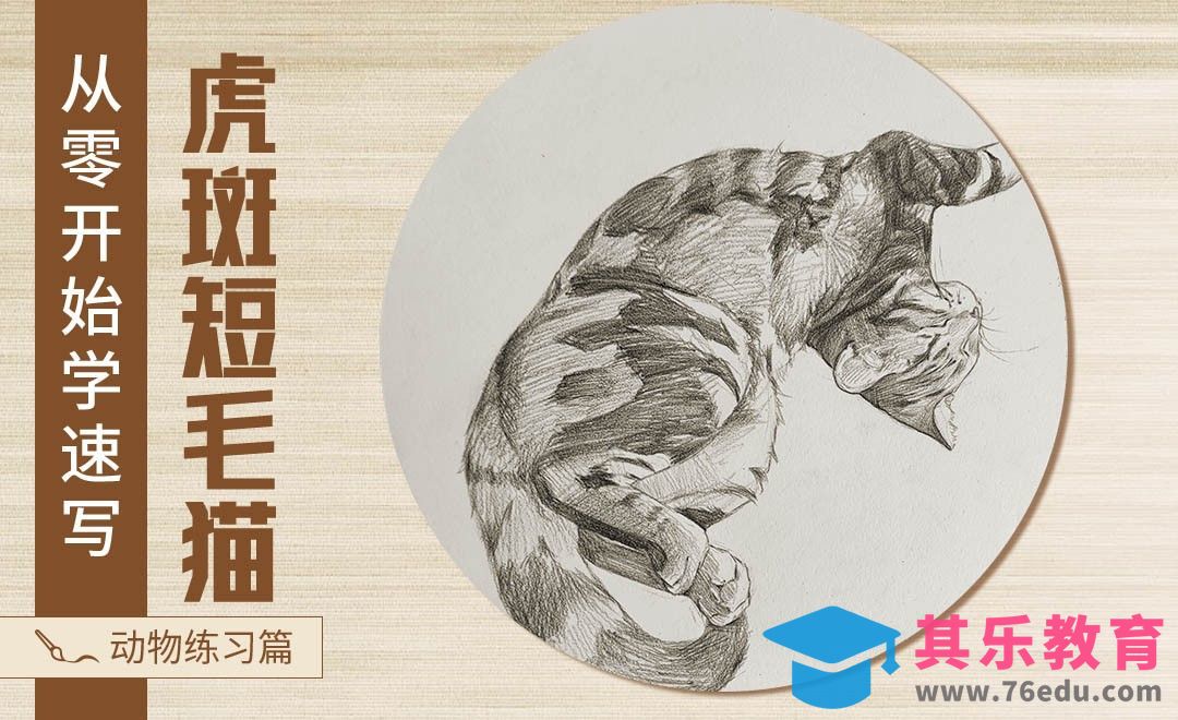 速写-动物虎斑短毛猫[虎课网绘画插画视频教程][ipad商业插画MP4教程全集 ]-第1张图片-我要自学网