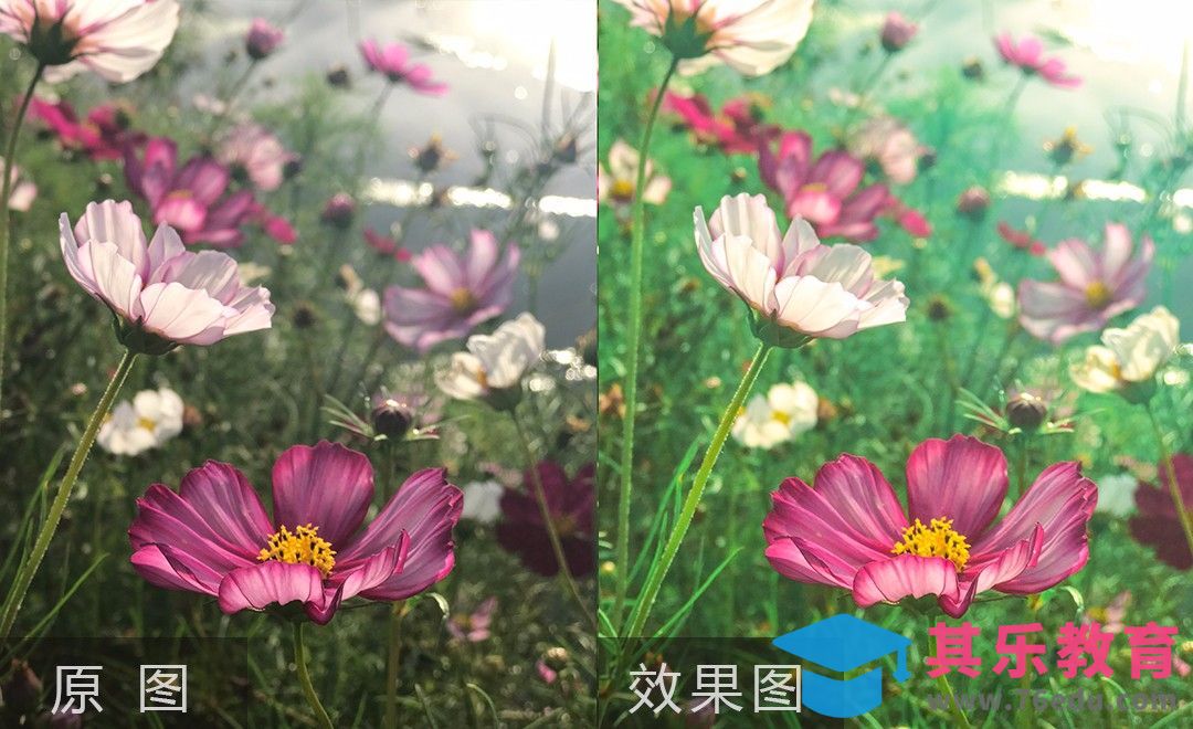 PS-CRW打造梦幻花海色调[虎课网手机摄影入门视频教程][MP4产品摄影教程全集 ]-第1张图片-我要自学网