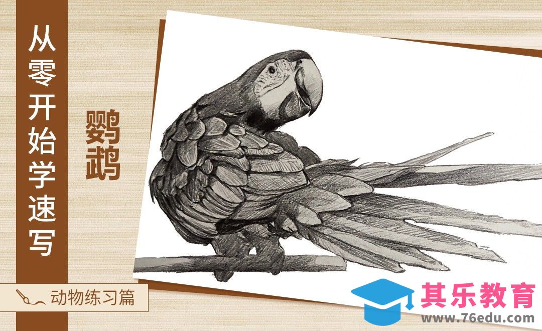 速写-动物鹦鹉[虎课网绘画插画视频教程][ipad商业插画MP4教程全集 ]-第1张图片-我要自学网