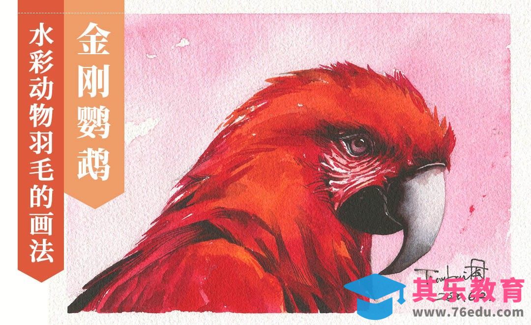 水彩-动物羽毛质感的画法《金刚鹦鹉》[虎课网绘画插画视频教程][ipad商业插画MP4教程全集 ]-第1张图片-我要自学网