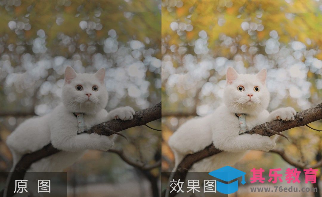 PS-萌宠猫摄影后期调色[虎课网手机摄影入门视频教程][MP4产品摄影教程全集 ]-第1张图片-我要自学网