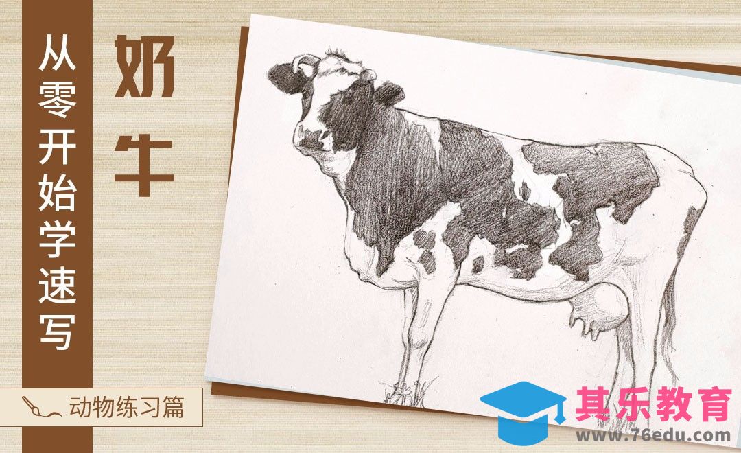 速写-动物奶牛[虎课网绘画插画视频教程][ipad商业插画MP4教程全集 ]-第1张图片-我要自学网