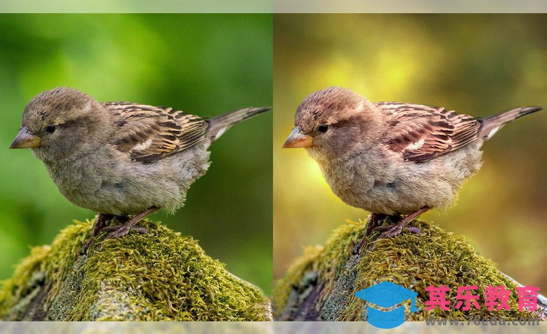 PS-动物（鸟类）摄影后期调色[虎课网最新视频教程][免费高清MP4教程全集 ]-第1张图片-我要自学网