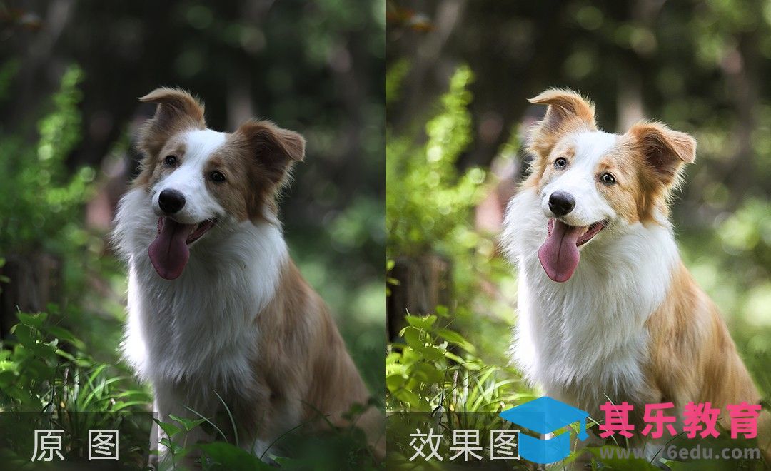 PS-森系萌犬后期调色[虎课网手机摄影入门视频教程][MP4产品摄影教程全集 ]-第1张图片-我要自学网