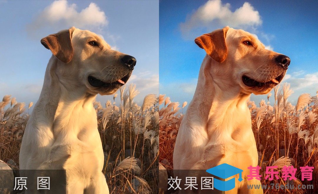 ps-萌宠摄影后期处理[虎课网手机摄影入门视频教程][MP4产品摄影教程全集 ]-第1张图片-我要自学网