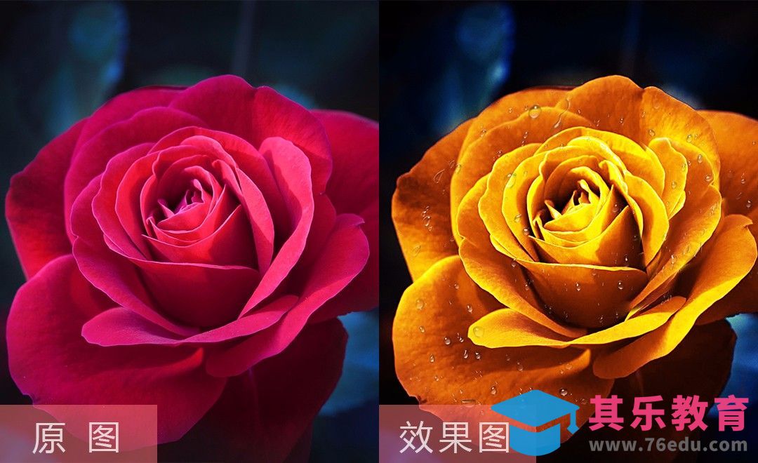 PS-颜色替换 红玫瑰变金玫瑰[虎课网手机摄影入门视频教程][MP4产品摄影教程全集 ]-第1张图片-我要自学网