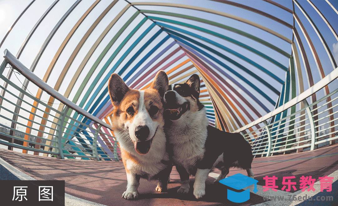 PS-外景萌宠后期调色教程[虎课网手机摄影入门视频教程][MP4产品摄影教程全集 ]-第1张图片-我要自学网