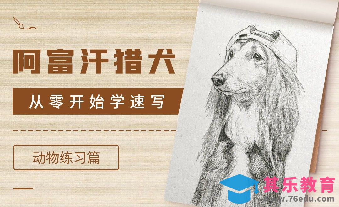 速写-动物阿富汗猎犬[虎课网绘画插画视频教程][ipad商业插画MP4教程全集 ]-第1张图片-我要自学网