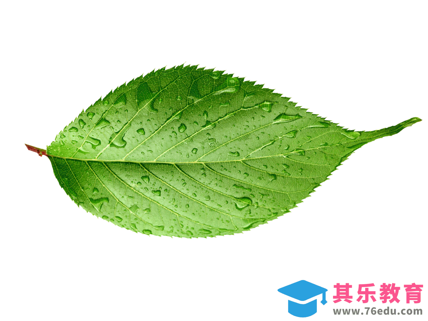 PS-树叶剪影制作[虎课网手机摄影入门视频教程][MP4产品摄影教程全集 ]-第1张图片-我要自学网