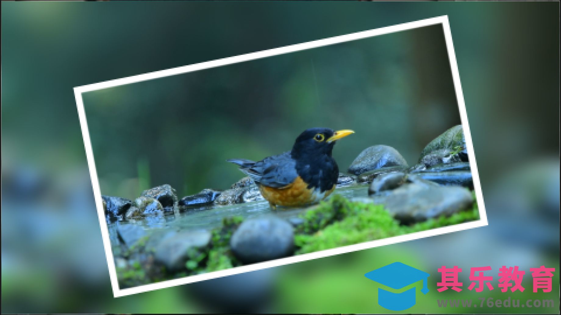 AE-定格拍照特写效果[虎课网影视动画制作视频教程][MP4影视拍摄教程全集 ]-第1张图片-我要自学网