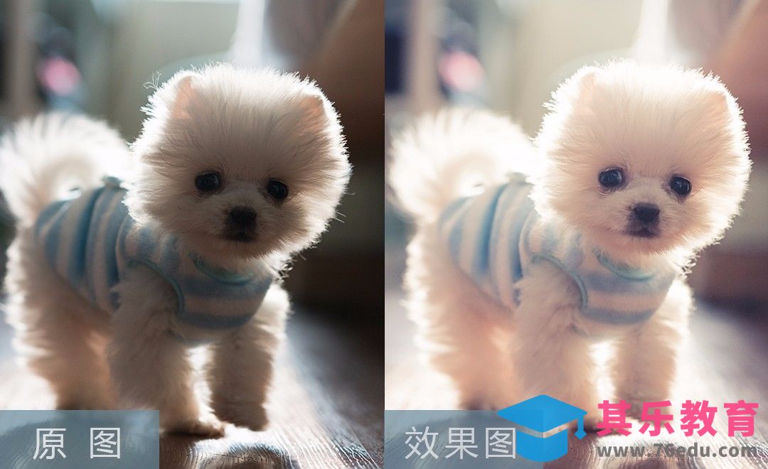 PS+LR-简单调色 萌宠写真魅力来袭[虎课网手机摄影入门视频教程][MP4产品摄影教程全集 ]-第1张图片-我要自学网
