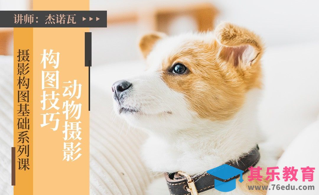 动物摄影构图技巧详解[虎课网手机摄影入门视频教程][MP4产品摄影教程全集 ]-第1张图片-我要自学网