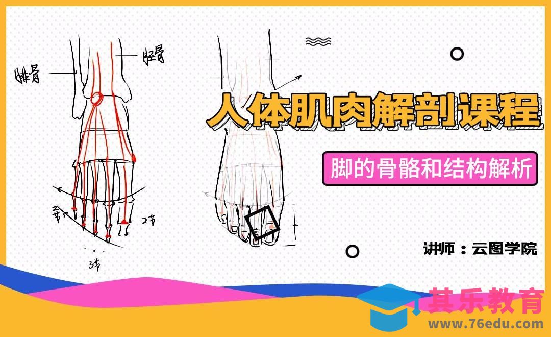 脚的骨骼和结构解析-人体肌肉解剖课程[虎课网绘画插画视频教程][ipad商业插画MP4教程全集 ]-第1张图片-我要自学网