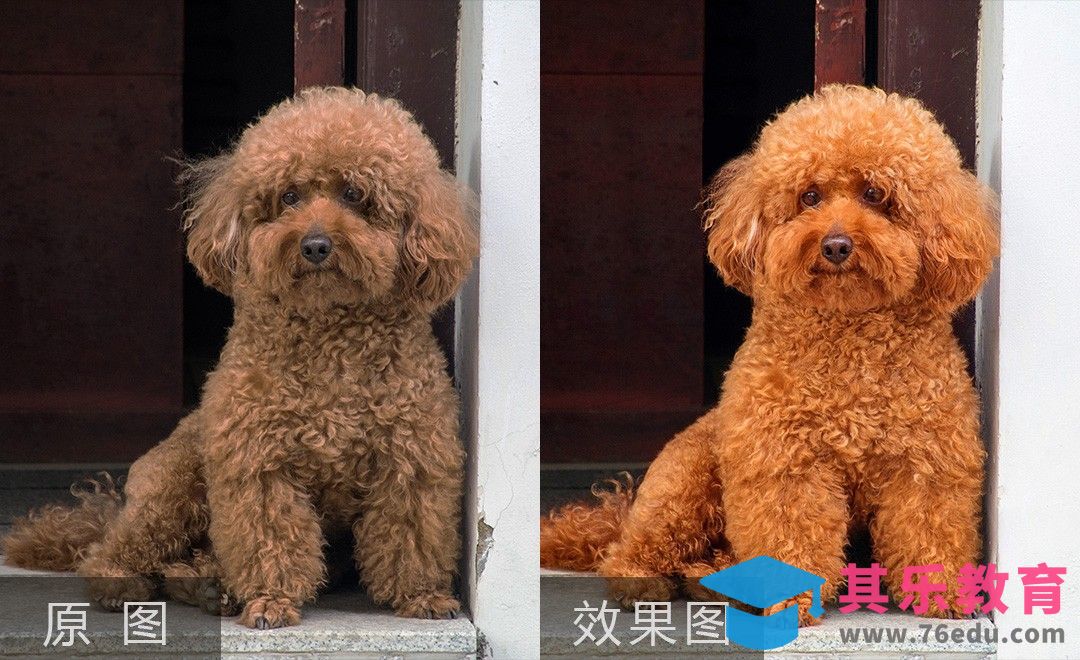 PS-泰迪狗狗精修[虎课网电商产品精修视频教程][最新PS修图教程全集MP4 ]-第1张图片-我要自学网