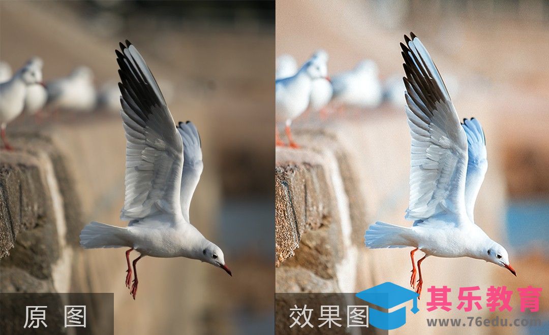 PS-灰暗海鸥后期修复[虎课网手机摄影入门视频教程][MP4产品摄影教程全集 ]-第1张图片-我要自学网