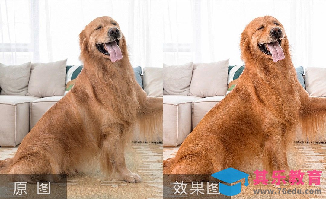 PS-居家宠物金毛精修[虎课网手机摄影入门视频教程][MP4产品摄影教程全集 ]-第1张图片-我要自学网