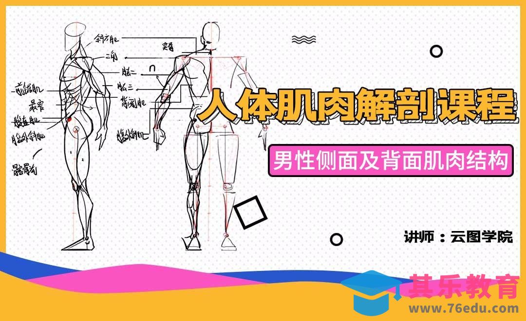 男性侧面及背面肌肉结构解析-人体肌肉解剖课程[虎课网绘画插画视频教程][ipad商业插画MP4教程全集 ]-第1张图片-我要自学网