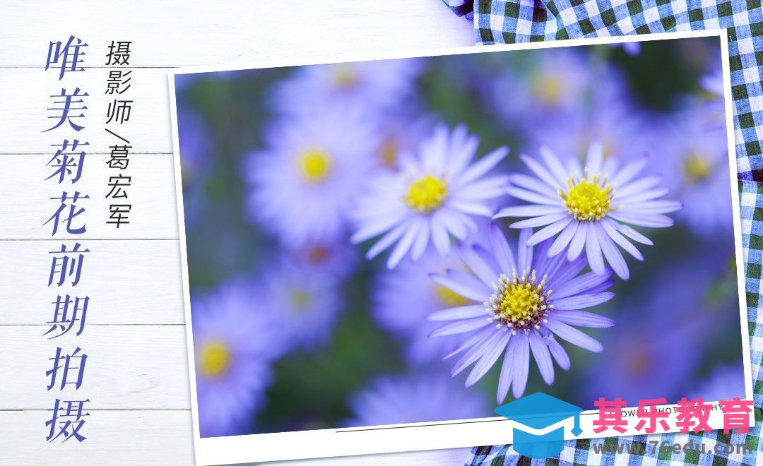 单一原始品种小菊花现场拍摄[虎课网手机摄影入门视频教程][MP4产品摄影教程全集 ]-第1张图片-我要自学网