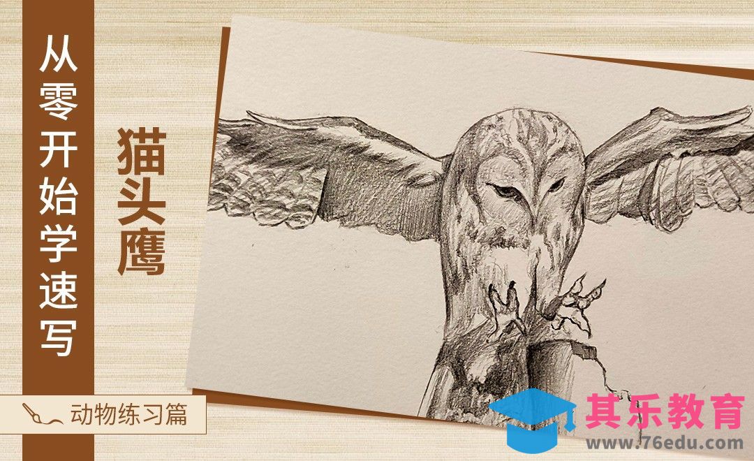 速写-动物猫头鹰[虎课网绘画插画视频教程][ipad商业插画MP4教程全集 ]-第1张图片-我要自学网