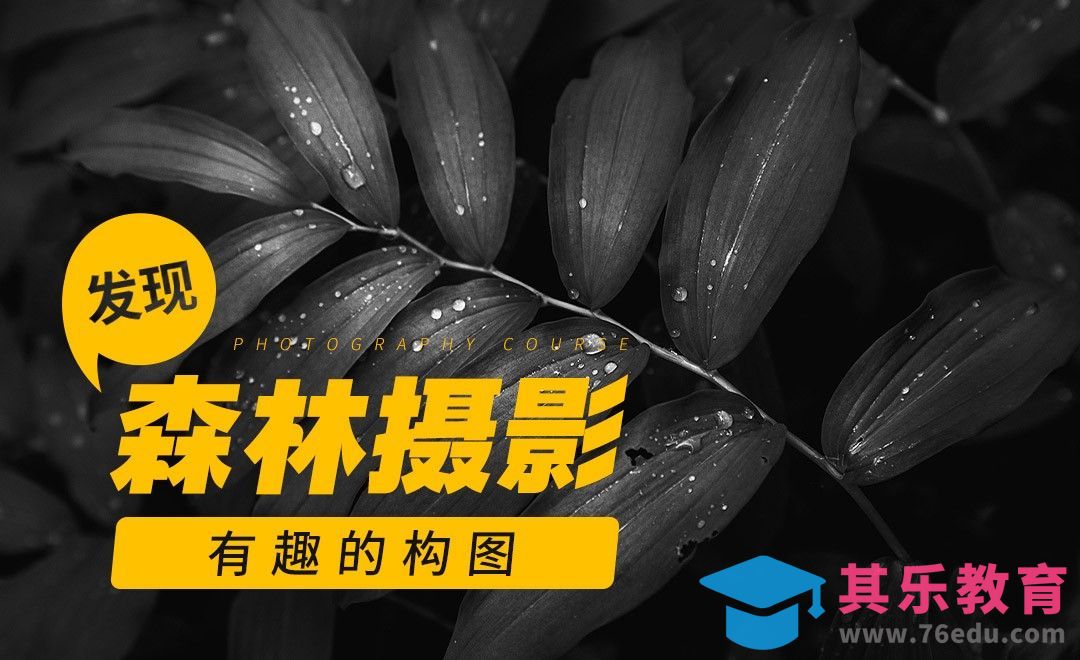 摄影技巧-发现森林摄影有趣的构图[虎课网最新视频教程][免费高清MP4教程全集 ]-第1张图片-我要自学网